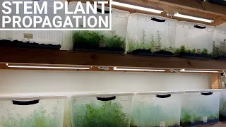 Aquarium Plant Farm Update | Stem Plants and Experiments!!!