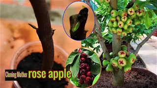 Cloning Rose Apple Tree From Cutting Mother Plant's Branch