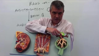 Renin-angiotensin-aldosterone system (RAAS system)