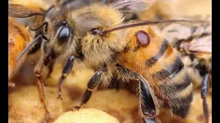 Не дорогое средство из аптеки для лечения пчёл от Варроатоза