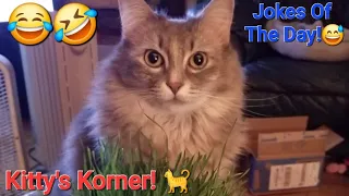 Kitty's Korner! 🐈‍⬛ 🐈 Jokes Of The Day!🤣 Hilarious! 😂