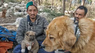 Dogs Saved Goat from a Deadly Leopard Attack 🐯