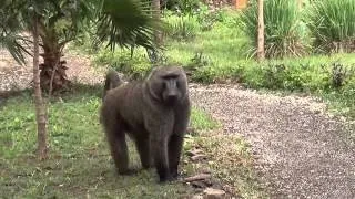 Paradise Lodge - Arba Minch, Ethiopia