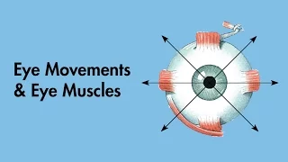 Cardinal Positions of Gaze - Eye Movements and Eye Muscles - Cranial Nerves -  MEDZCOOL