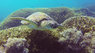 Komodo Resort Diving club film 2015  HD film