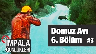 Domuz Avı 3 impala Günlükleri 6.Bölüm - Yaban Tv  Wildboar Hunting - Selçuk Poslu