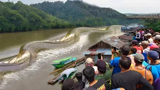 10 Animales Mas GRANDES y ENORMES Encontrados En el AMAZONAS  😩