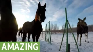 Emma the moose and her horse friends