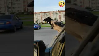 Ворона -- попрошайка любит макдак😆 и кататься на зеркале авто 🤣🤣🤣