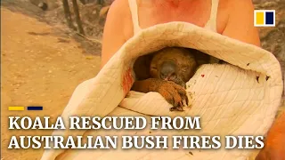 Koala rescued from Australian bush fires dies