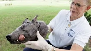 Texas couple claim to have caught a live Chupacabra, A Mythical Beast