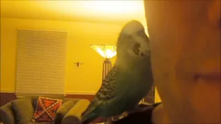 Disco The Talking Parakeet Talks to Daddy