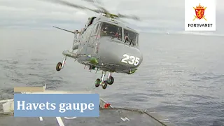 HAVETS GAUPE - Flyvirksomhet i Luftforsvaret - del 5