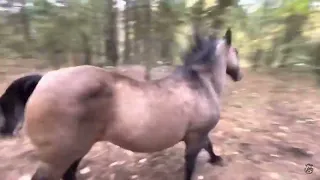 Horse runs away and then kicks a tree and farts on dogs