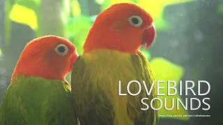 Lovebirds Chirping Sounds - Two Opaline Lovebirds - Young Lovebird
