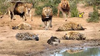 OMG! King Lion destroy Hyena cubs stupid go into his territory! Epic battle of King Lion Vs Hyena