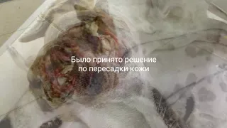 Собака Генри восстановление морды часть 1