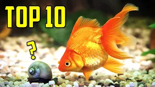 Top 10 Goldfish Tank Mates You Should Try