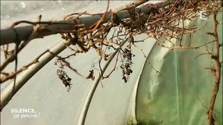 Conseil pratique : la taille de la vigne - Silence, ça pousse !