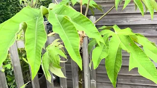 Tetrapanax Papyrifera Varieties Architectural Leaves - Tropical Garden UK - Rex, Steroidal Giant