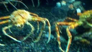 Georgia Aquarium - Japanese Spider Crabs