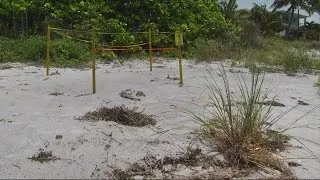Around 50 nests have been lost along Pinellas beaches