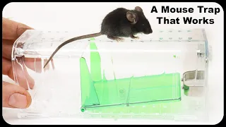 This Trap Even Catches Tiny Baby Mice. A Great Mouse Trap Being Sold On Amazon.Mousetrap Monday