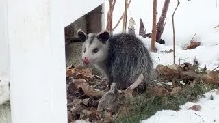 An Opossum visits my Toronto backyard