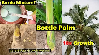 How To Grow Bottle Palm | Tree Growth and Care | Royal Palm