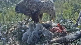 White-tailed eagles | Another breakfast feeding for two cute eaglets | May 15, 2024