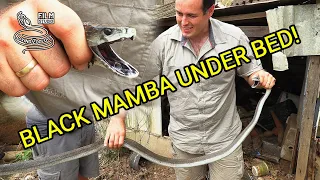 Venomous Black mamba rescues in South Africa, deadly snake under kid's bed, Nick Evans in action