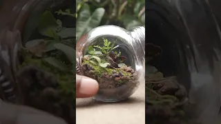 Making a mini native terrarium using plants from the garden