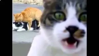 Коте зажигают Cat Кошки прикол юмор смех Пушной ржачь Смешные приколы с кошками1