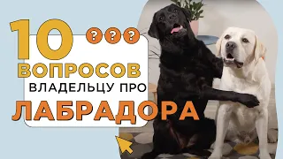 10 вопросов владельцу про лабрадора-ретривера: характер, ум и доброта 🐶