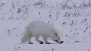 Young Fox Hunting In The Snow   Life Story   BBC documentary.