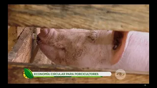 Economía circular para porcicultores: estos son los beneficios de su implementación -La Finca de Hoy