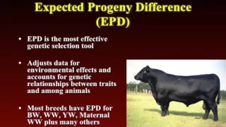 Lecture 9 Part 2- Selection Criteria for Breeding Bulls