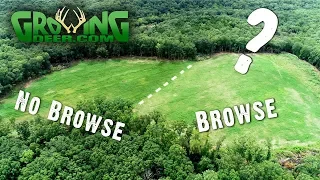 The Food Plot That Attracts More Deer