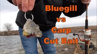 Catfishing with Cut Bait - Bluegill vs Carp