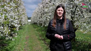 Nasionnica trześniówka w czereśni. Kiedy zwalczać i czym?