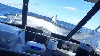 Shark lands on boat, thrashes on bow after leaping out of water