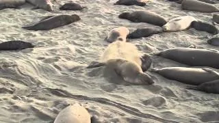 Elephant Seals. Baby and Baby's Daddy...