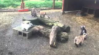 baby goats go outside for the first time