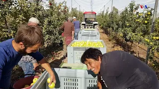 «Այս միրգը դրախտից է, իսկ այս աշխատանքն՝ աստվածահաճո»․ մասնակցում ենք տարվա վերջին բերքահավաքին