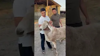 Гиссар-арашан Атаман атты қошқар 110 000$сатылды. #арашан #gissar #дорпер #animal #гиссар #goat