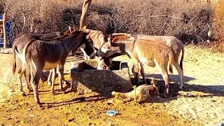 A beautiful gadha group.#gadha #village