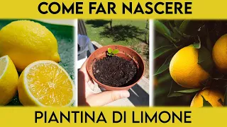 COLTIVARE UN LIMONE DAL SEME🍋