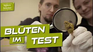 Der große Apotheken-Weed-Check – Ein Tag als Cannabis Experte bei imc (Indica / Sativa Part 1)