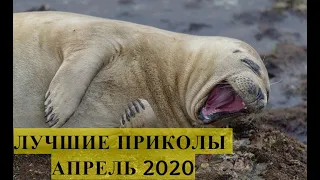 ЛУЧШИЕ ПРИКОЛЫ 2020 АПРЕЛЬ. Ржака до слез. ЗАСМЕЯЛСЯ - ПОДПИСАЛСЯ! Угар. Смешные видео.