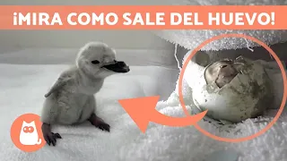 NACIMIENTO de un PINGÜINO BARBIJO 🐧🥚 ¡Mira cómo ECLOSIONA el HUEVO!